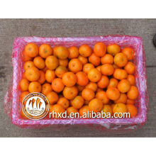chinesische Zitrusfrüchte (Liste der gelben Früchte)